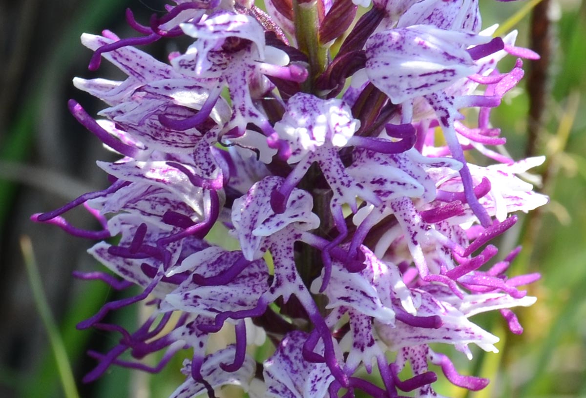 Orchis simia